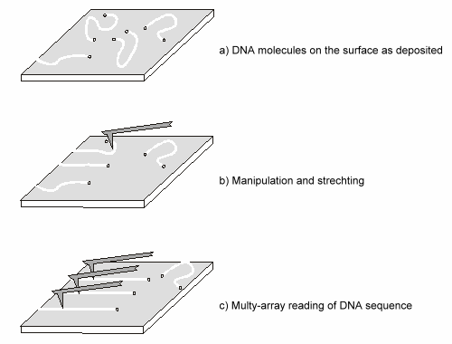 dnachip_principle